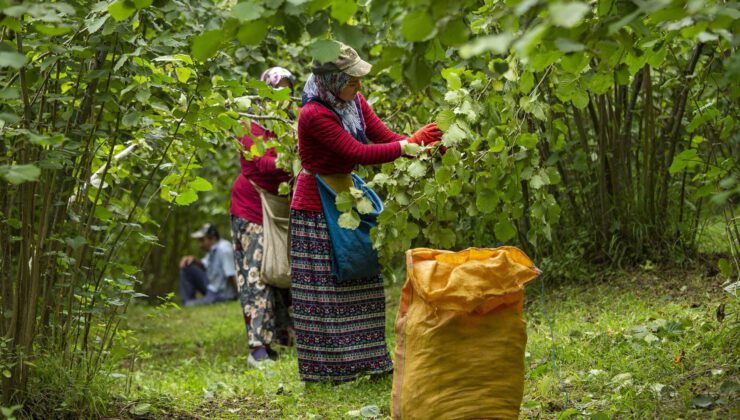 FINDIKTA HASADI KOLAYLAŞTIRAN PROJE