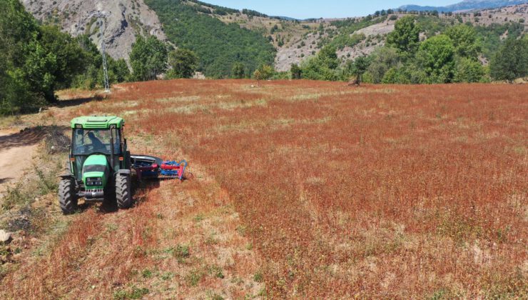 ORDU’DA KARABUĞDAY HASADI BAŞLADI